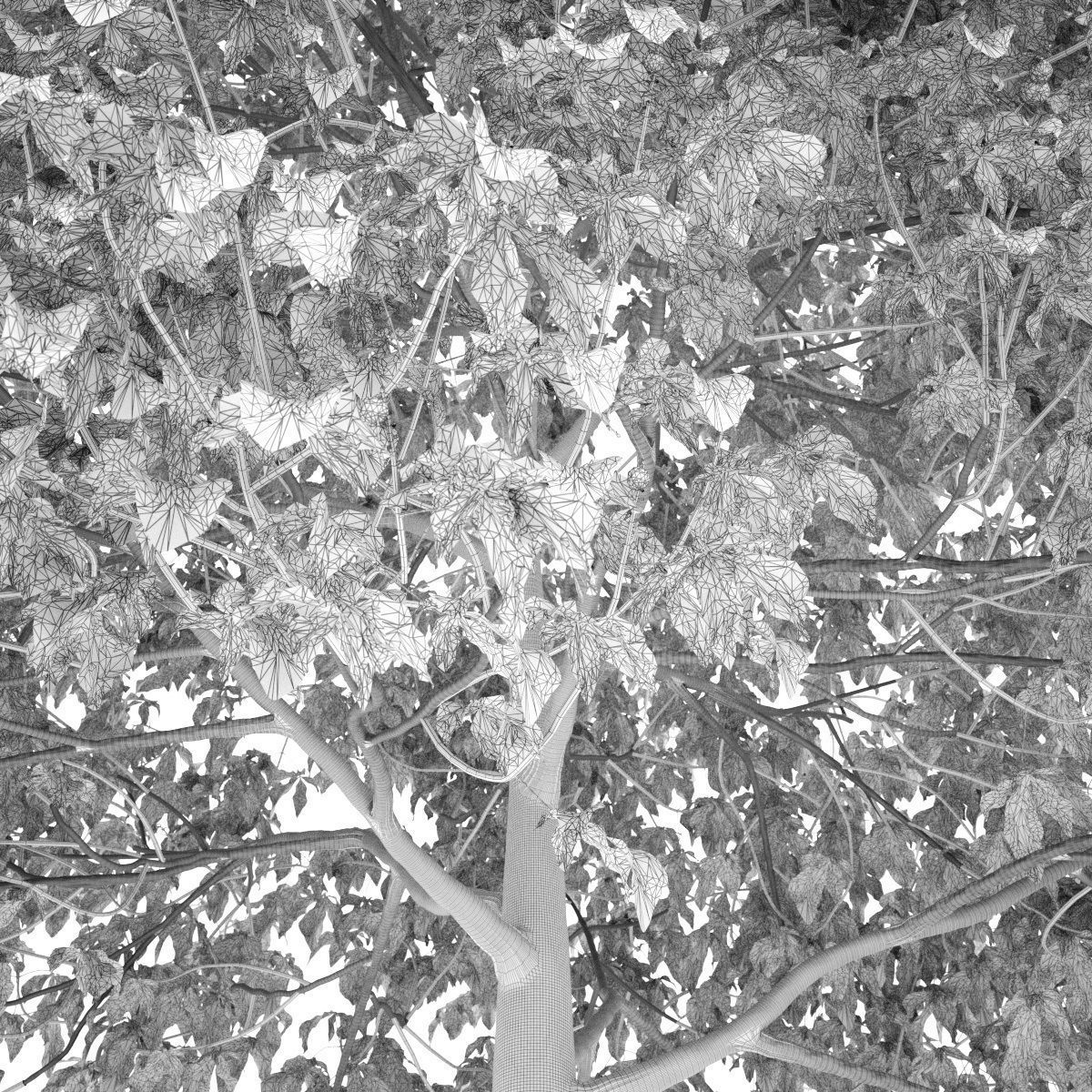 Aesculus x carnea 201SU 3D model_8