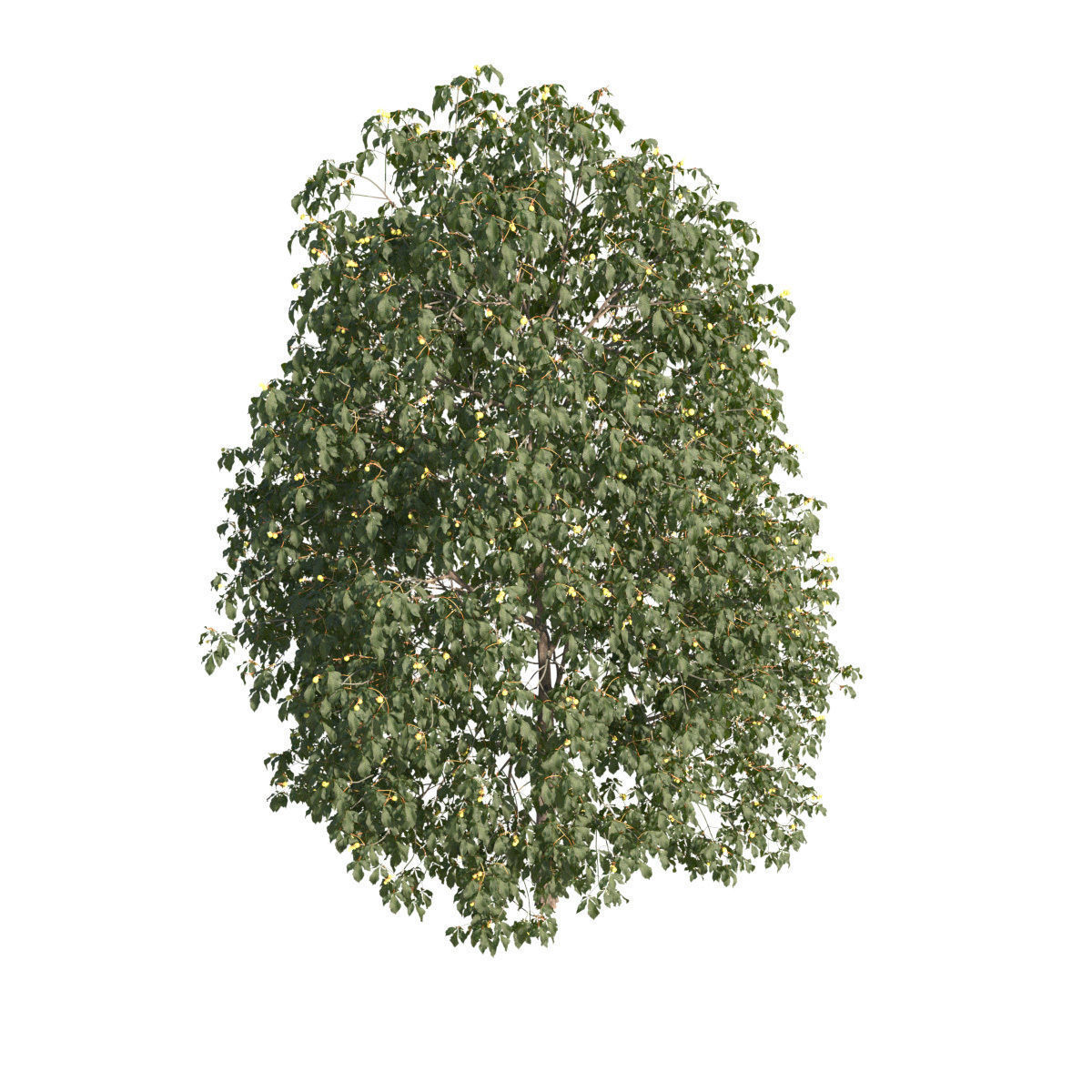 Aesculus x carnea 201SU 3D model_2