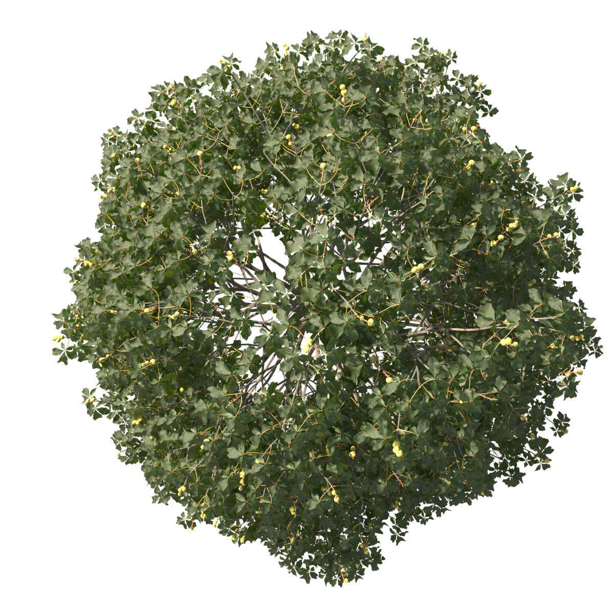 Aesculus x carnea 201SU 3D model_3