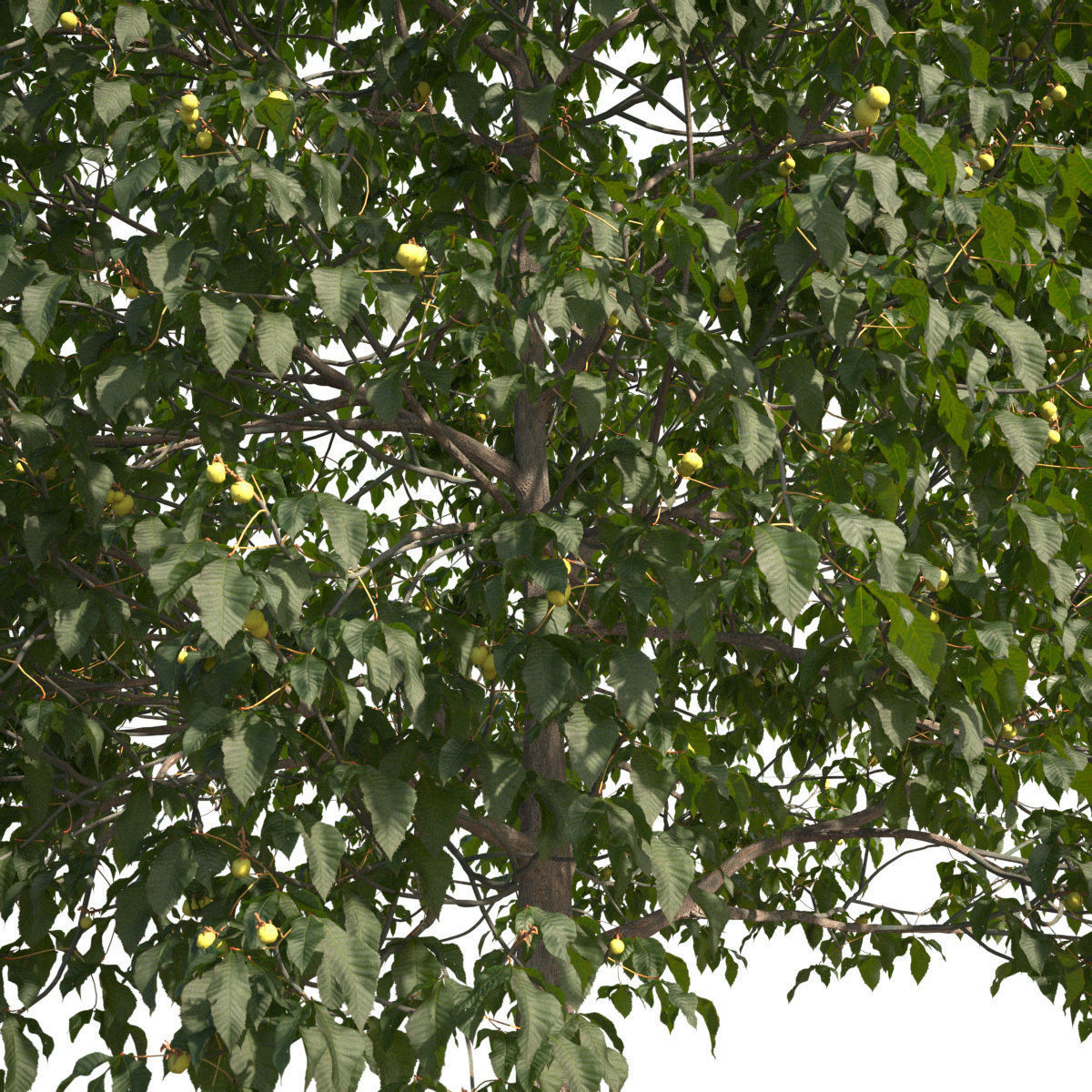 Aesculus x carnea 201SU 3D model_4