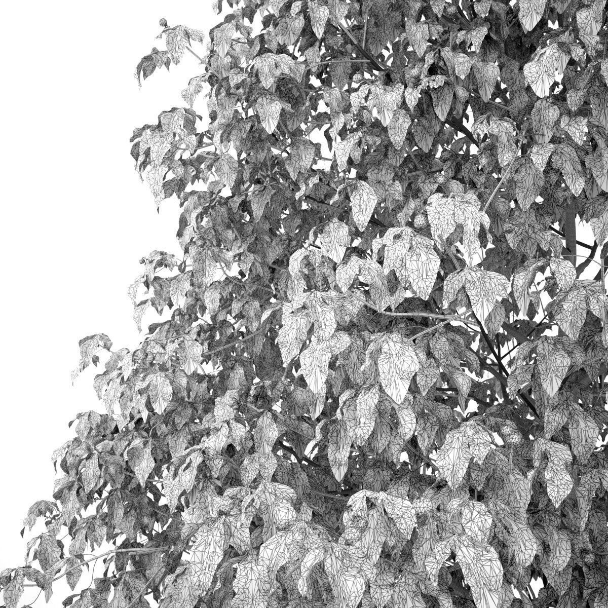 Aesculus x carnea 201SU 3D model_7