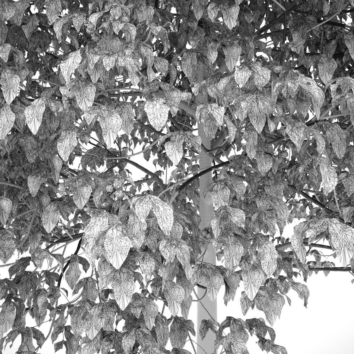 Aesculus x carnea 201SU 3D model_6