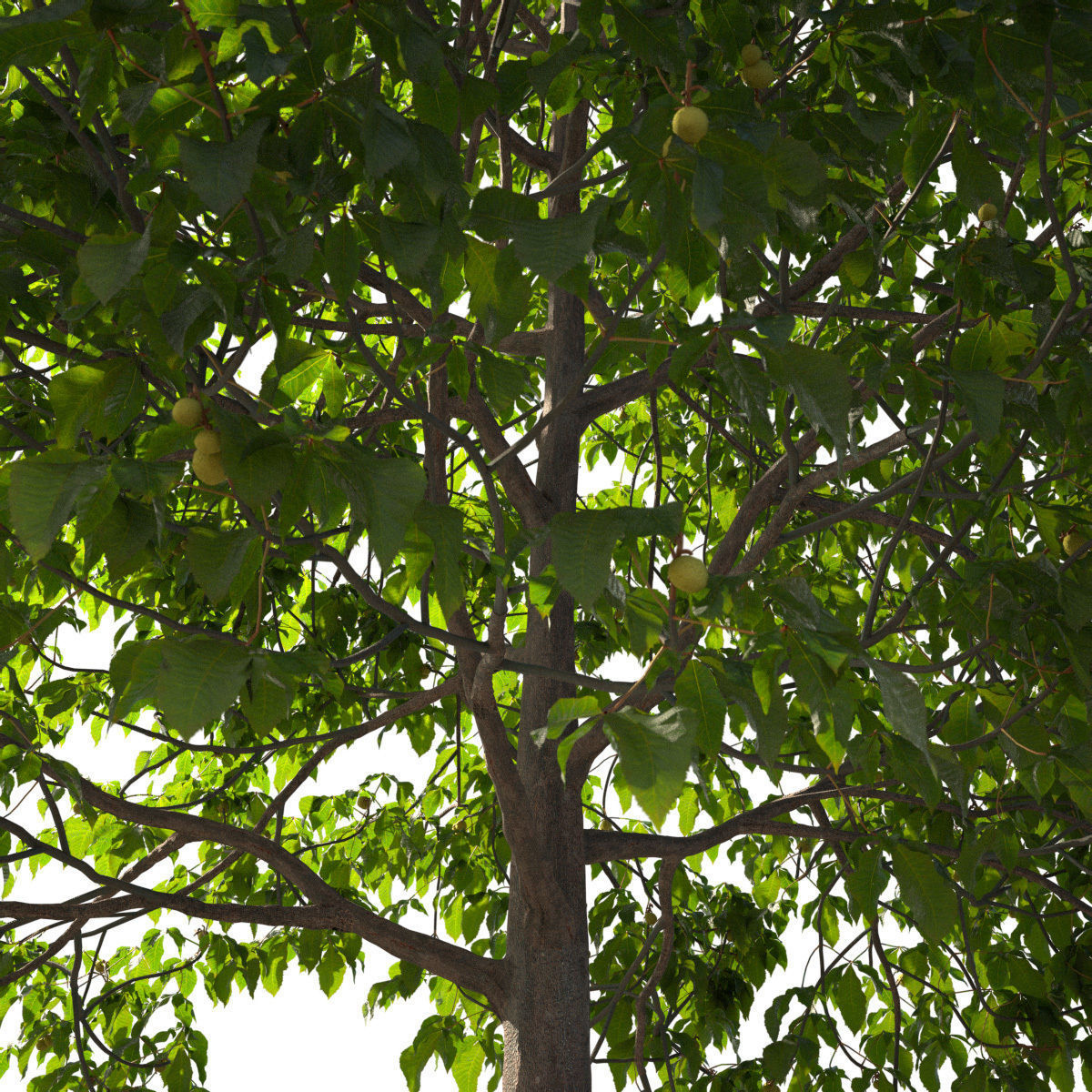 Aesculus x carnea 201SU 3D model_5