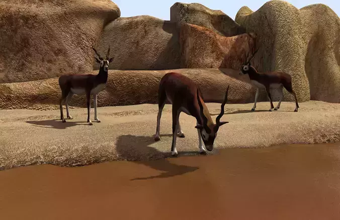 the deer three antelopes drinking from water source 3D model
