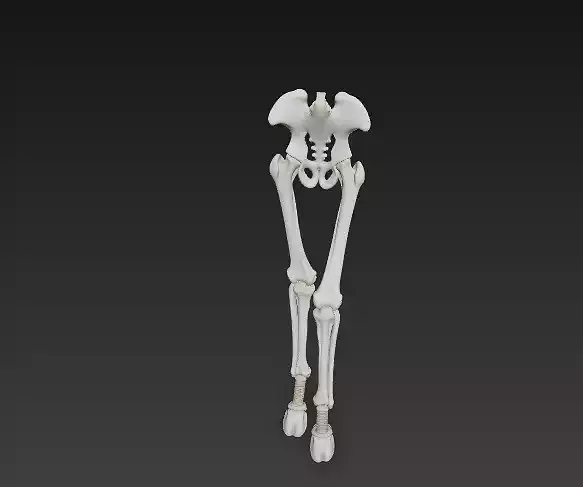 Horse Leg Bones 3D Model - Rear Limb Skeletal Structural Joints