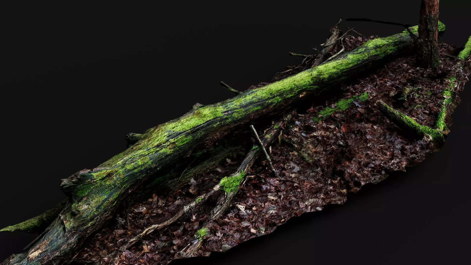 broken tree wet mossy trunk PBR photogrammetry Low-poly 3D model_3