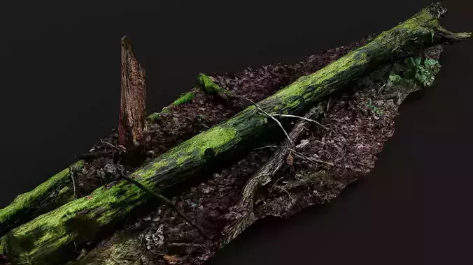 broken tree wet mossy trunk PBR photogrammetry