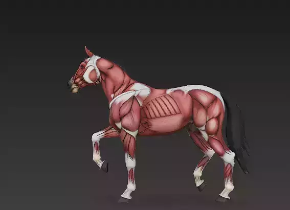 Horse Muscular System - Complete Equine Muscle Groups 