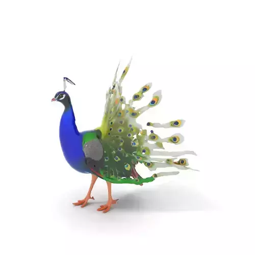 Vibrant Peacock model pack