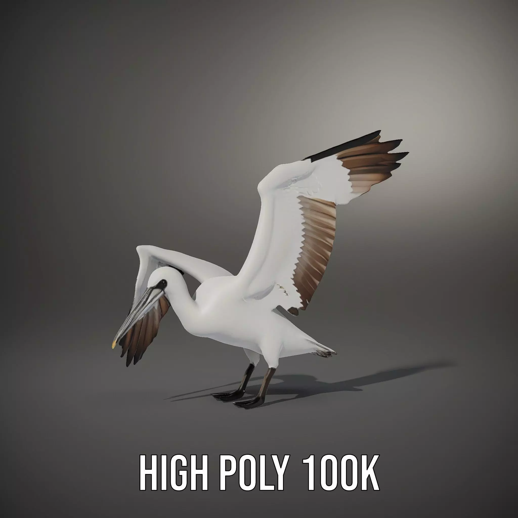 Elegant Seagull Model Pack Low-poly 3D model_34