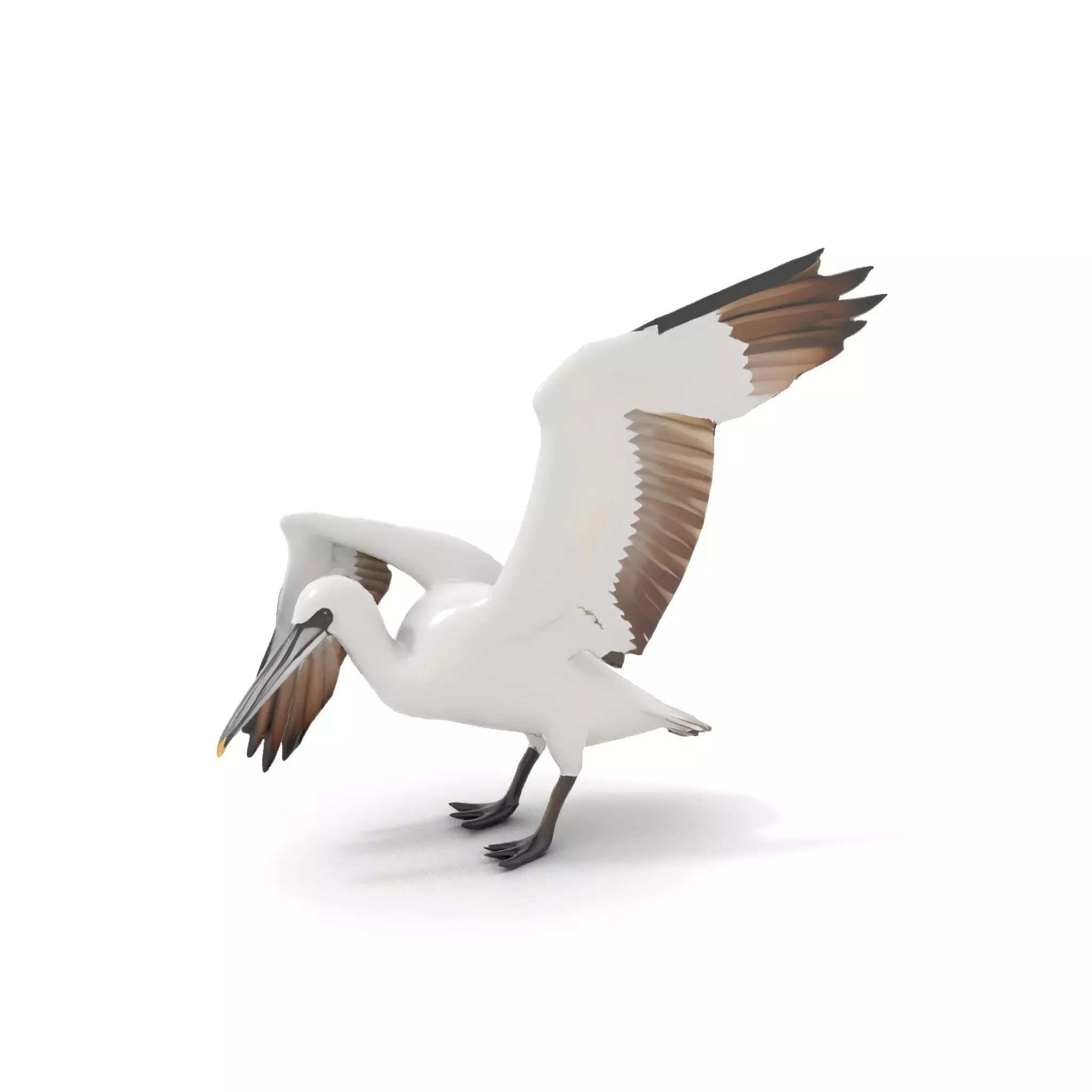 Elegant Seagull Model Pack Low-poly 3D model_6
