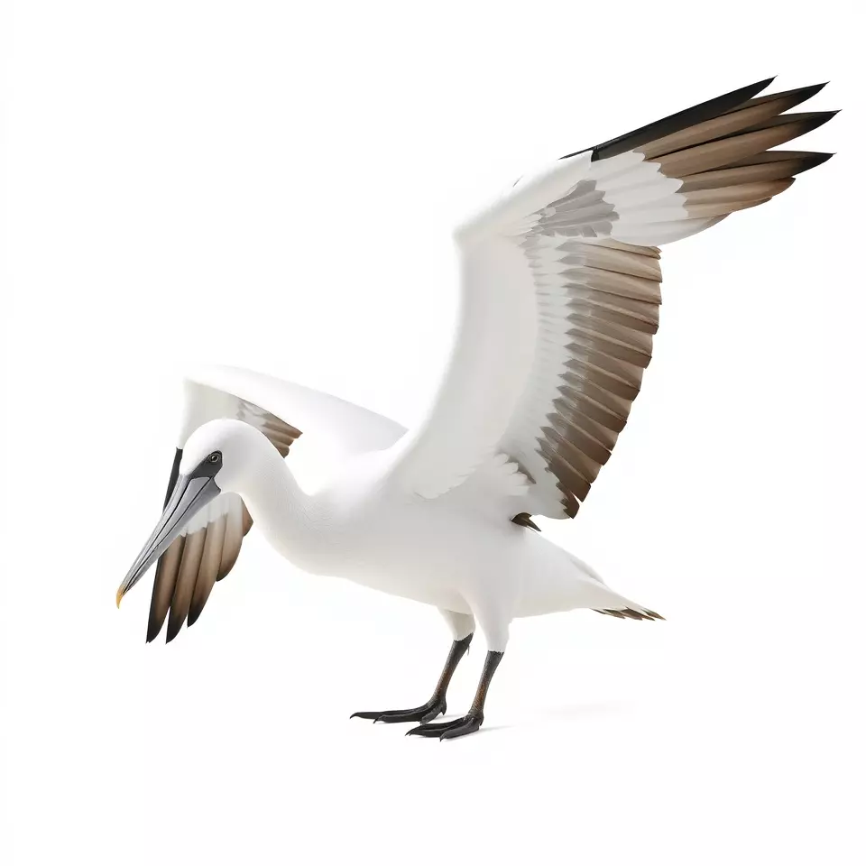 Elegant Seagull Model Pack Low-poly 3D model_2