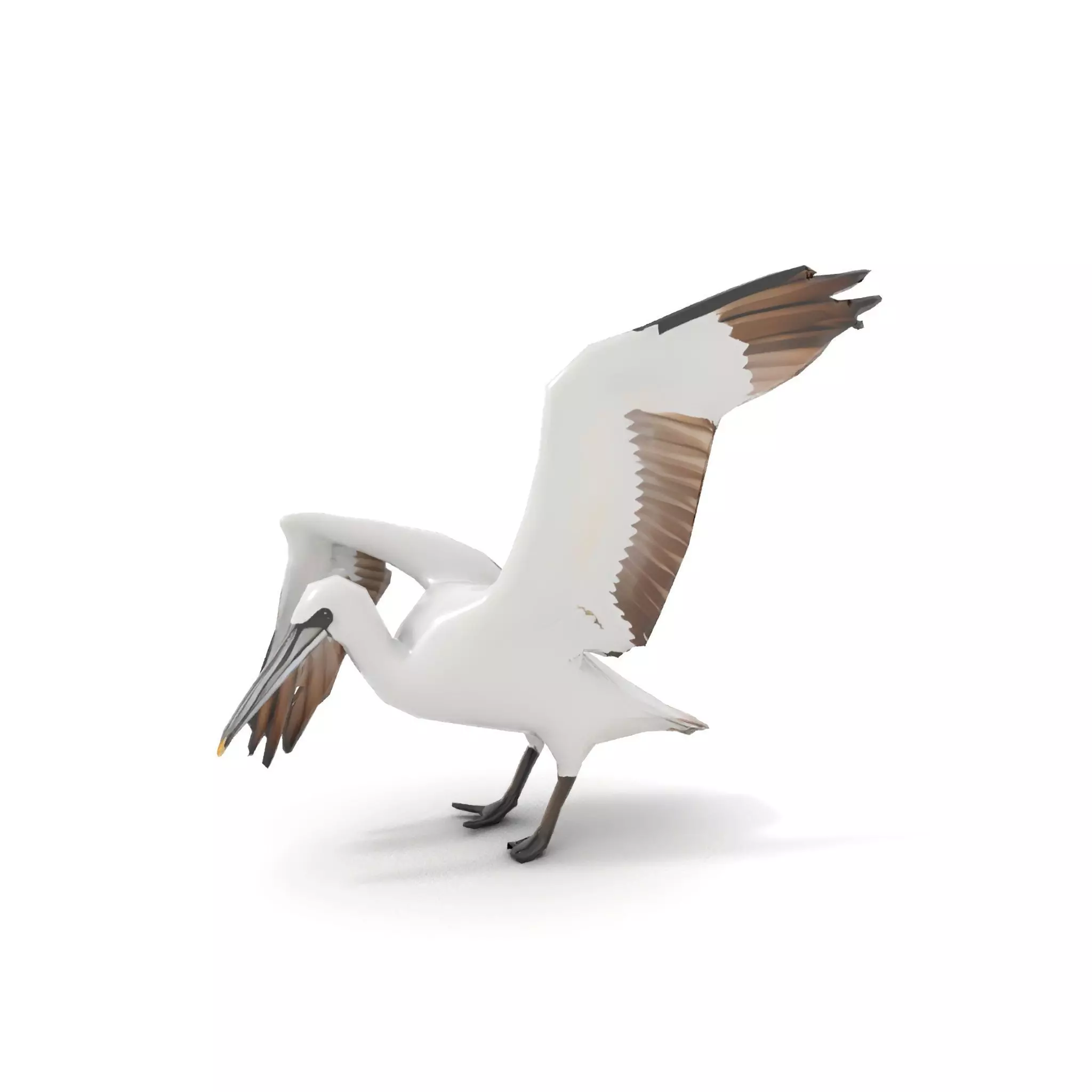 Elegant Seagull Model Pack Low-poly 3D model_11
