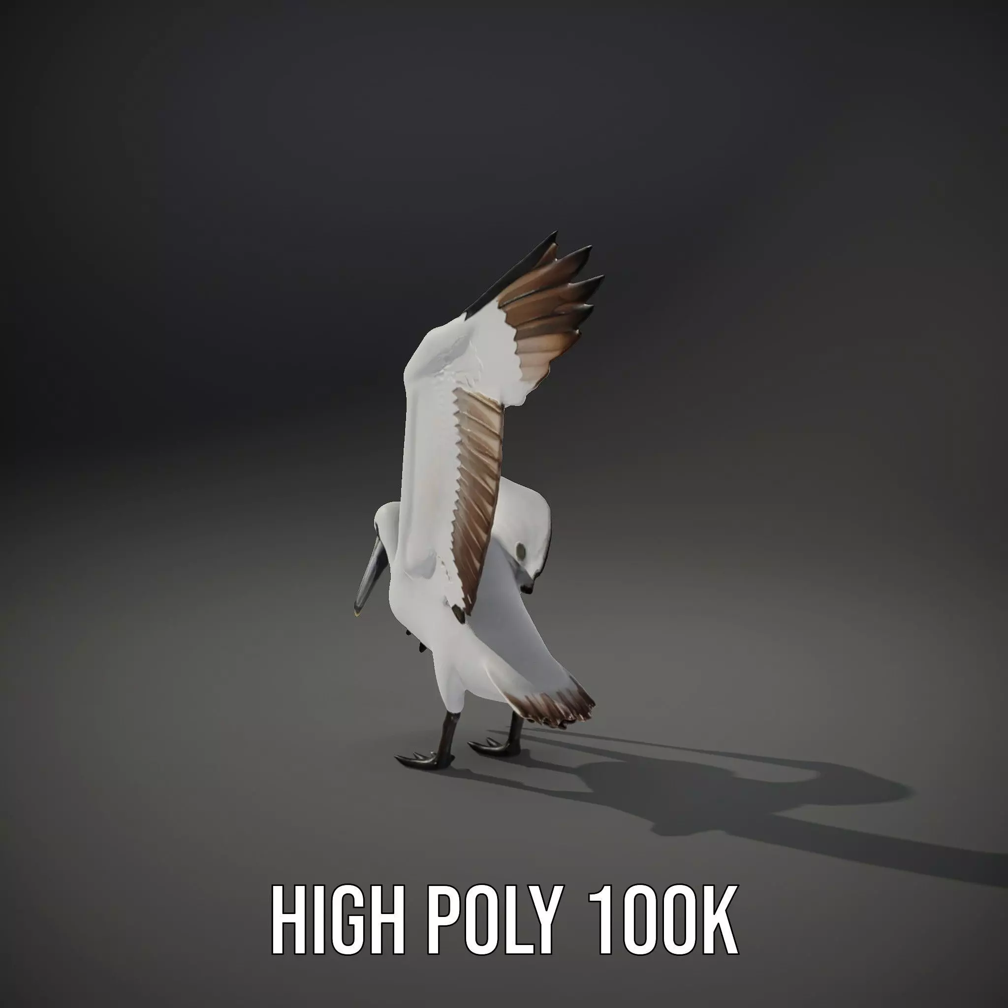Elegant Seagull Model Pack Low-poly 3D model_31