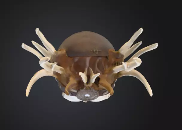 Bone Crown Helm is a menacing 3D Low-poly 3D model_11