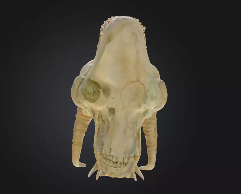 Fossilized Dragon Skull Low-poly 3D model_8