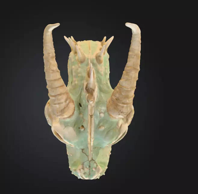 Fossilized Dragon Skull Low-poly 3D model_6