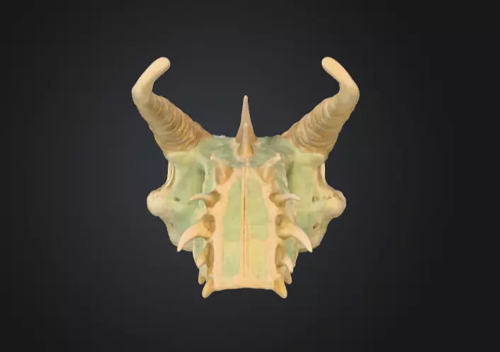 Fossilized Dragon Skull Low-poly 3D model_3