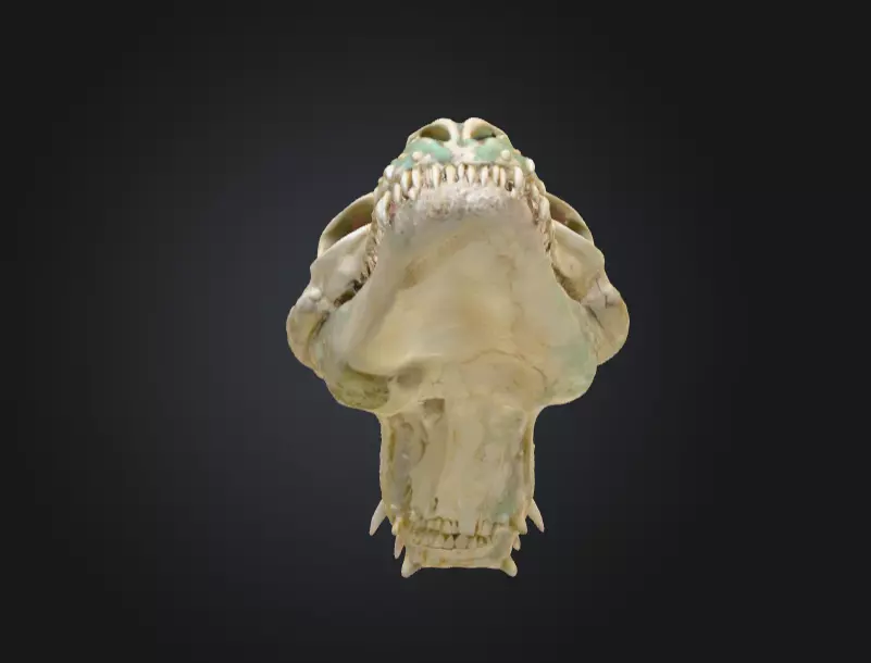 Fossilized Dragon Skull Low-poly 3D model_7