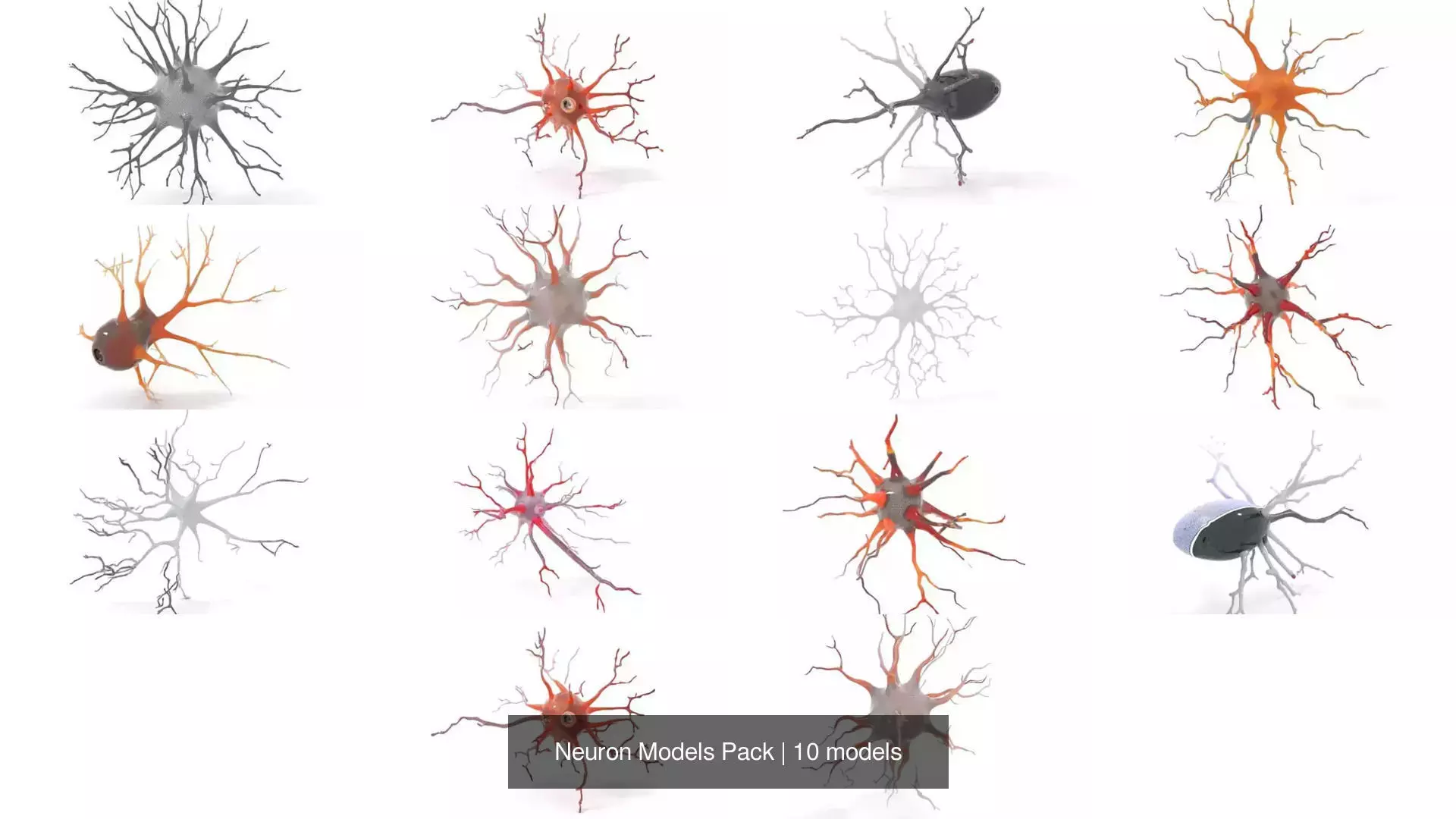 Neuron Models Pack 3D Model Collection_0