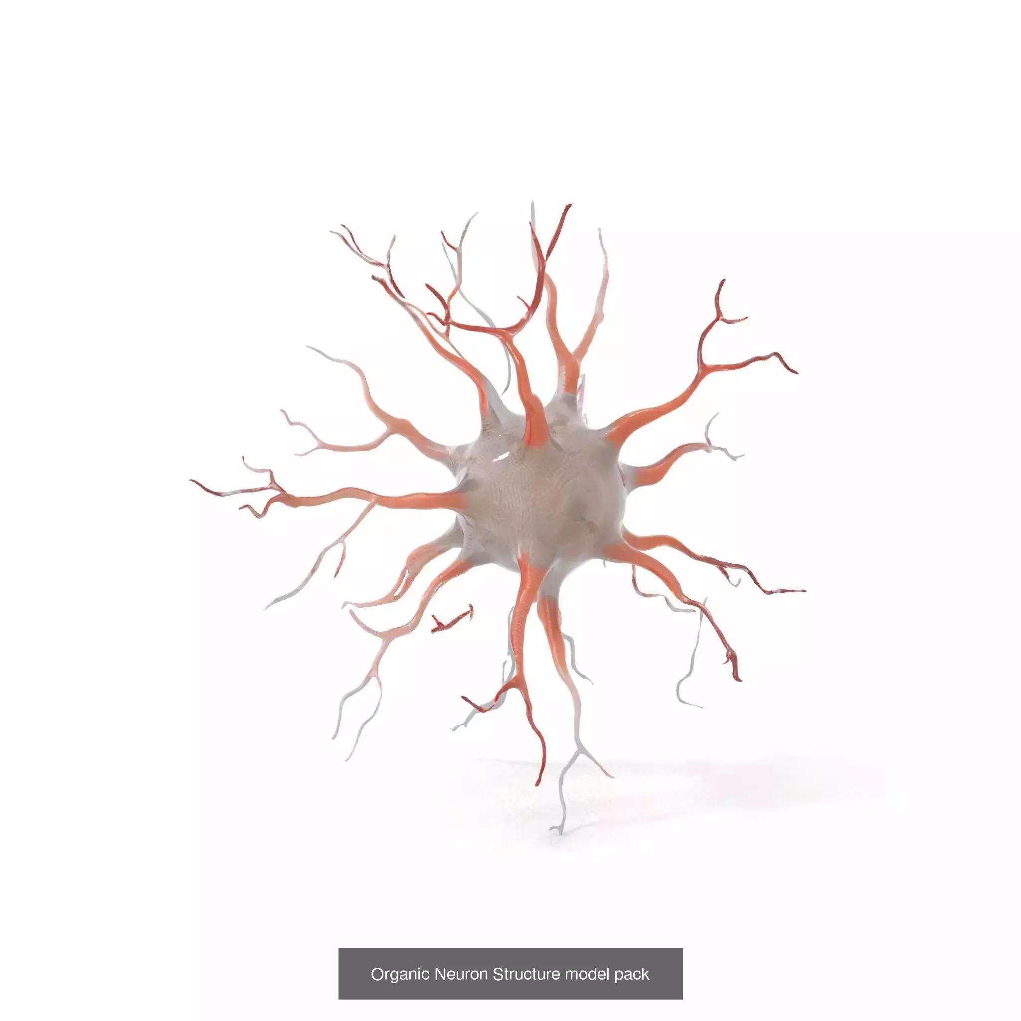 Neuron Models Pack 3D Model Collection_23