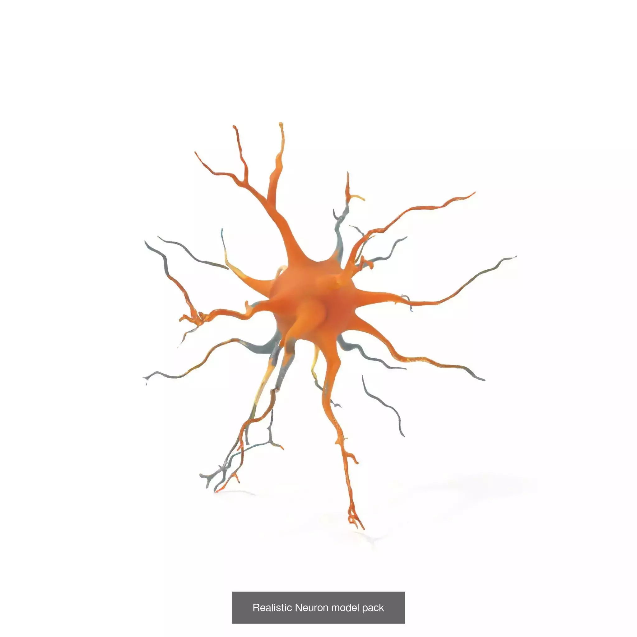 Neuron Models Pack 3D Model Collection_21