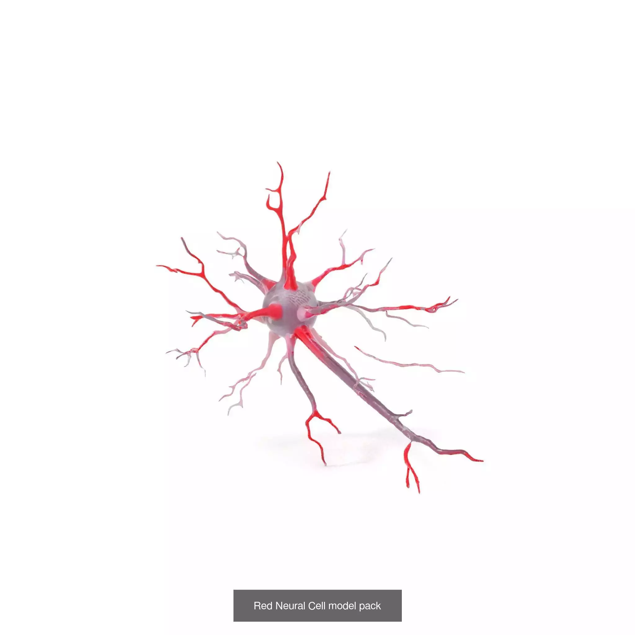 Neuron Models Pack 3D Model Collection_27