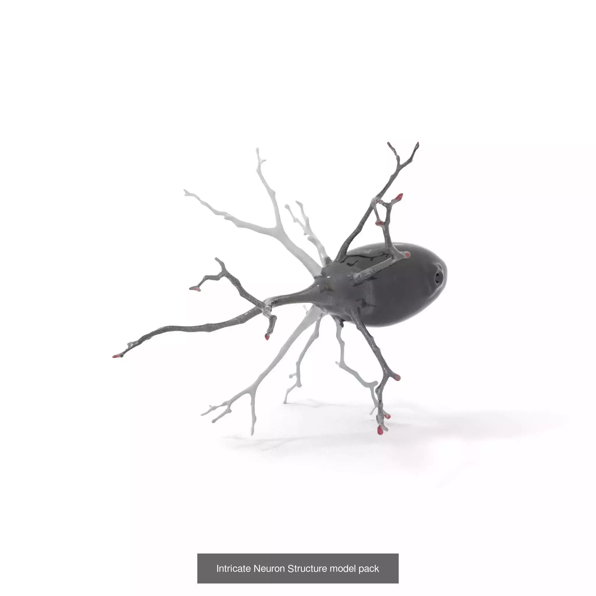 Neuron Models Pack 3D Model Collection_20