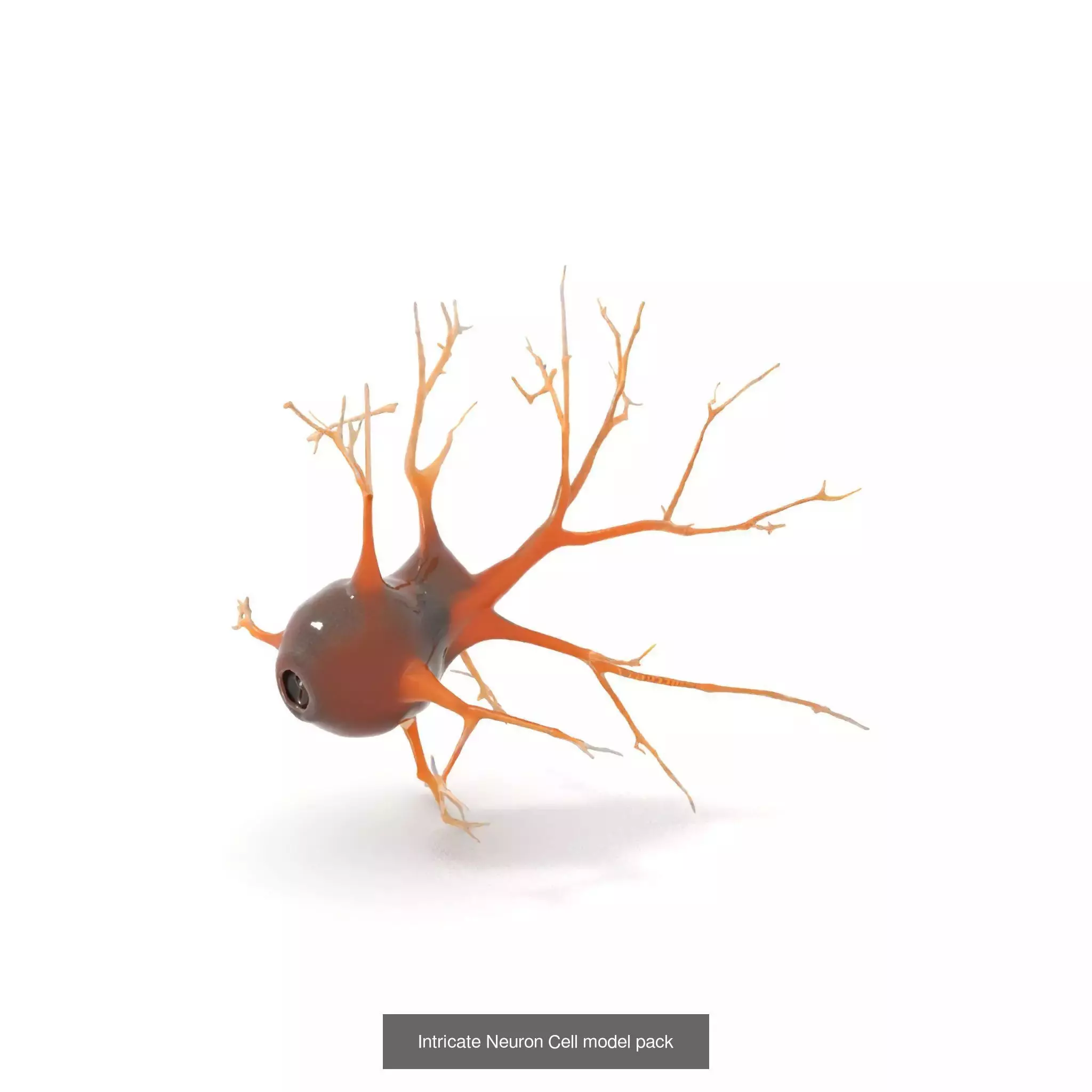 Neuron Models Pack 3D Model Collection_22