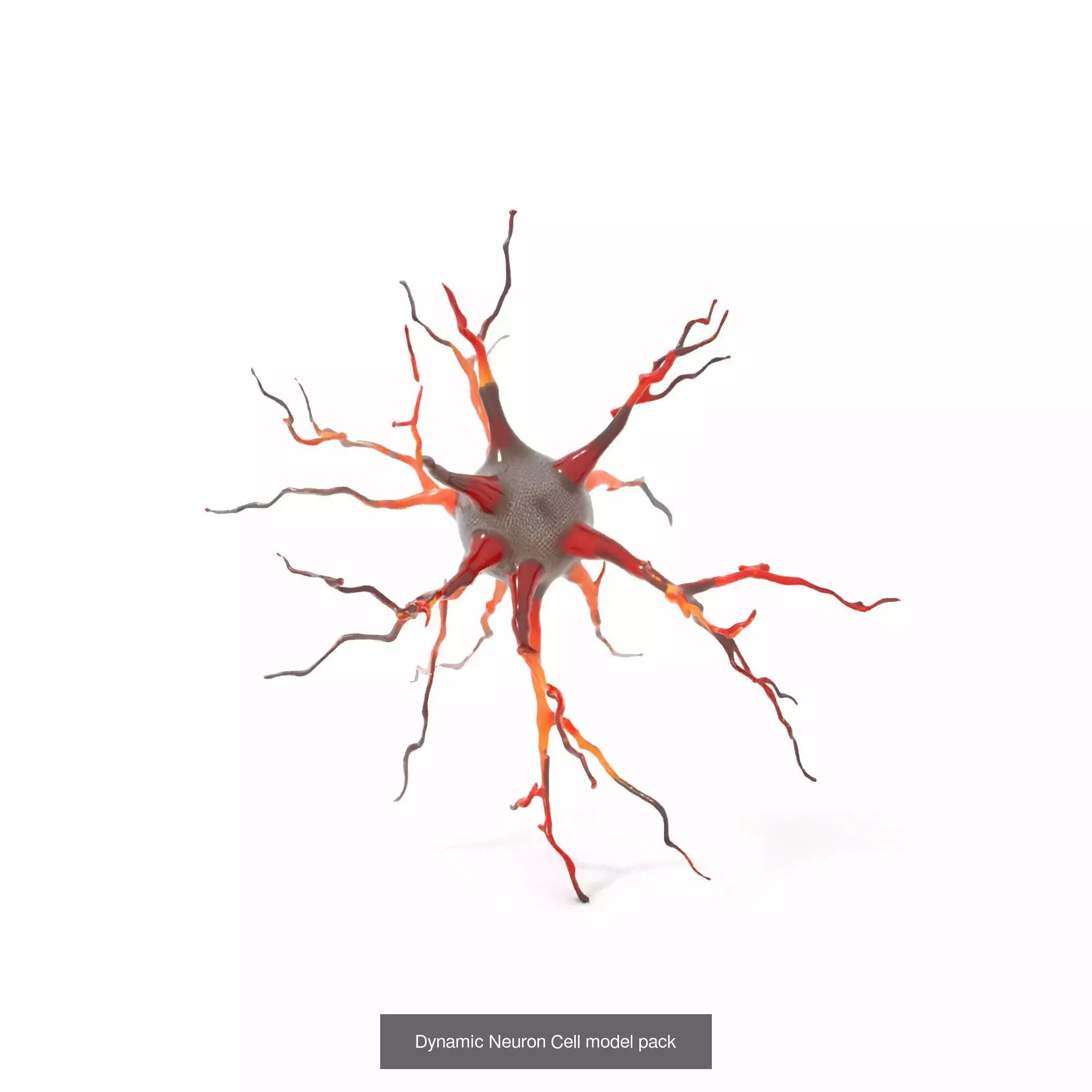 Neuron Models Pack 3D Model Collection_25