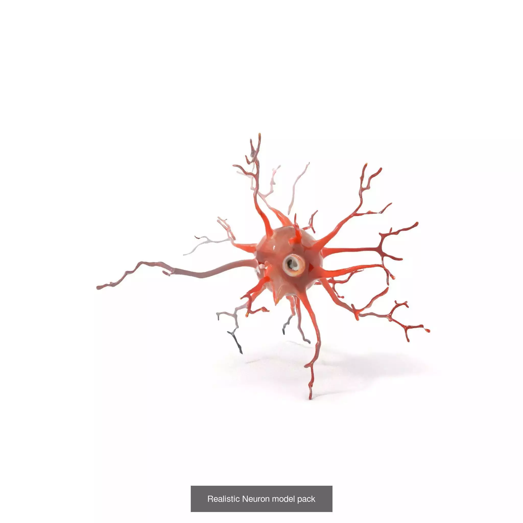 Neuron Models Pack 3D Model Collection_19