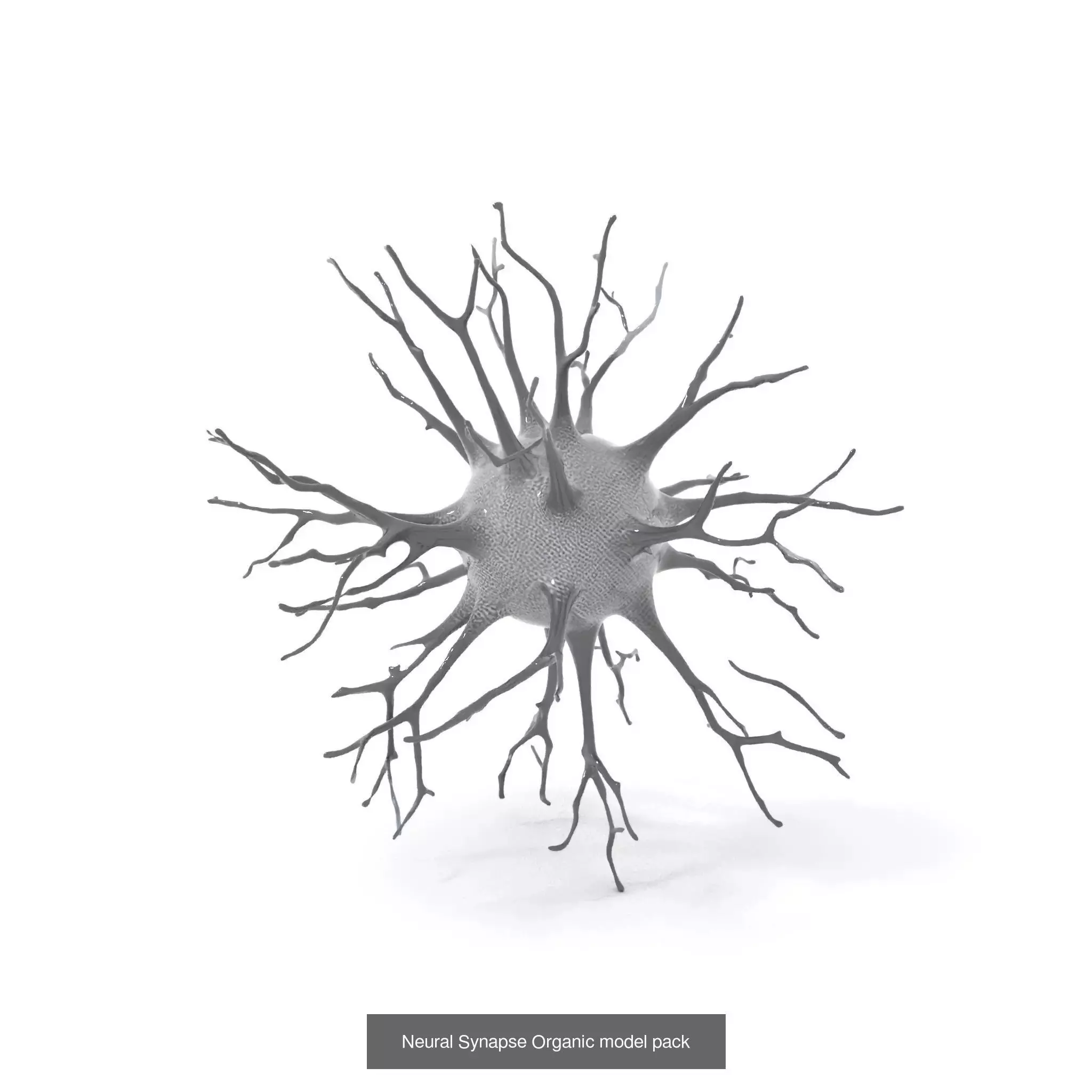 Neuron Models Pack 3D Model Collection_18