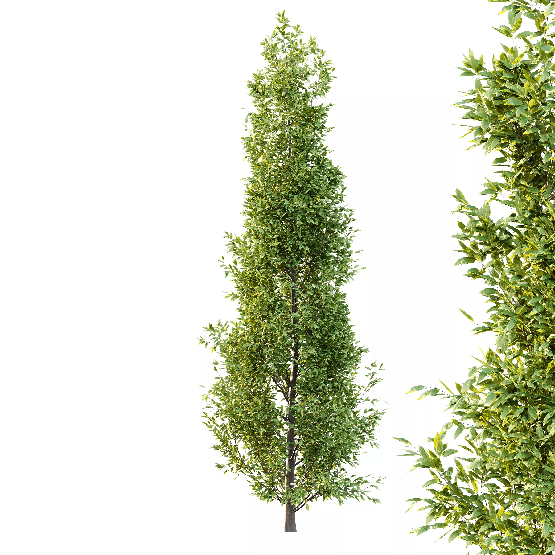 Different Trees 50 3D model_3