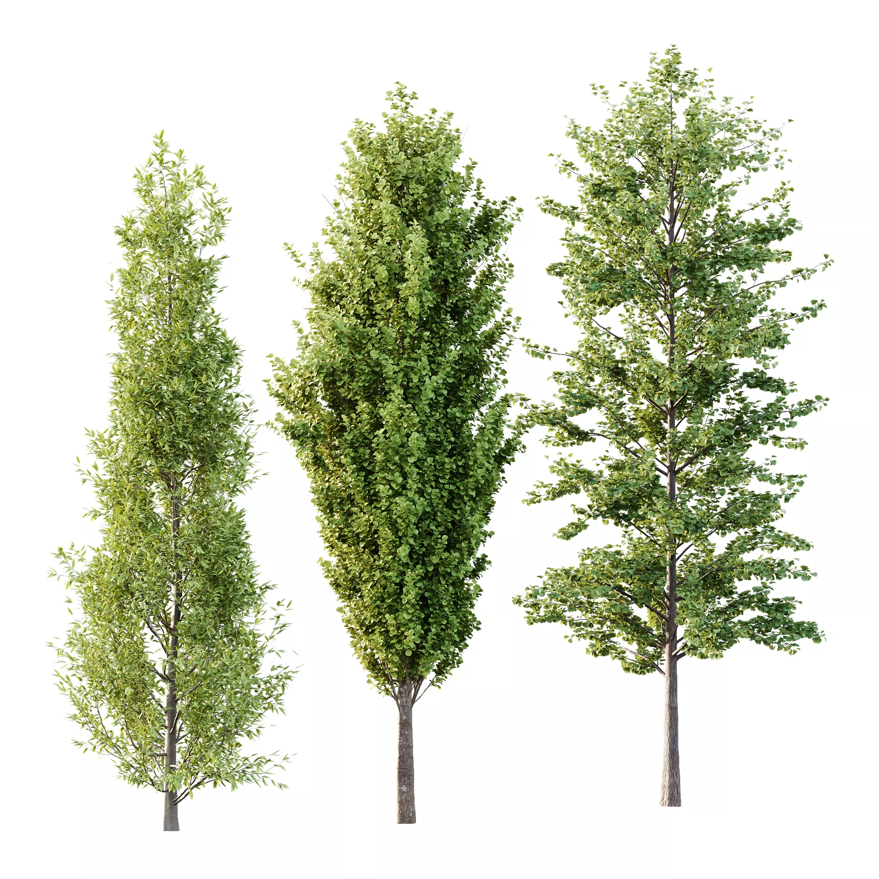 Different Trees 50 3D model_0