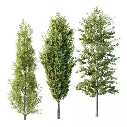 Different Trees 50