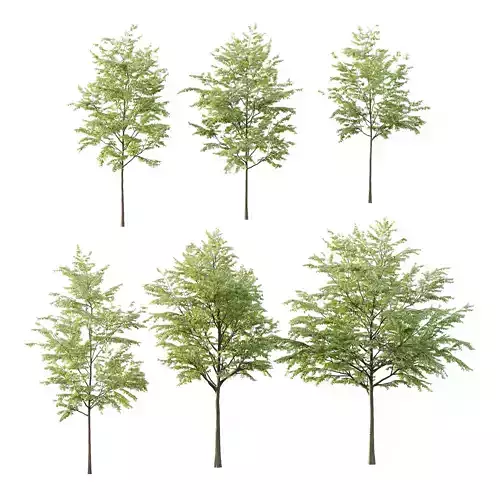 Celtis australis Tree 01