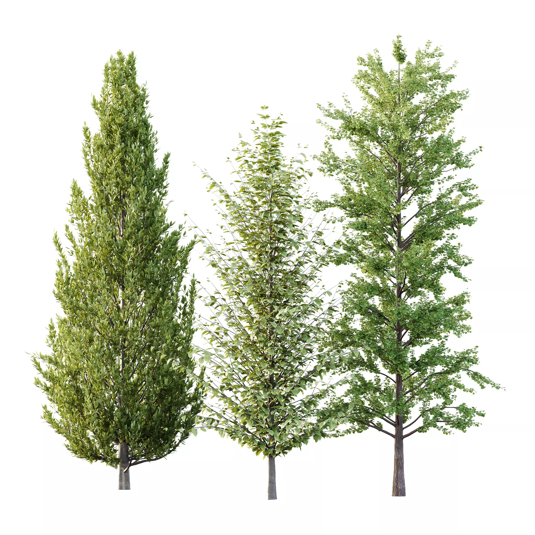 Different Trees 48 3D model_0