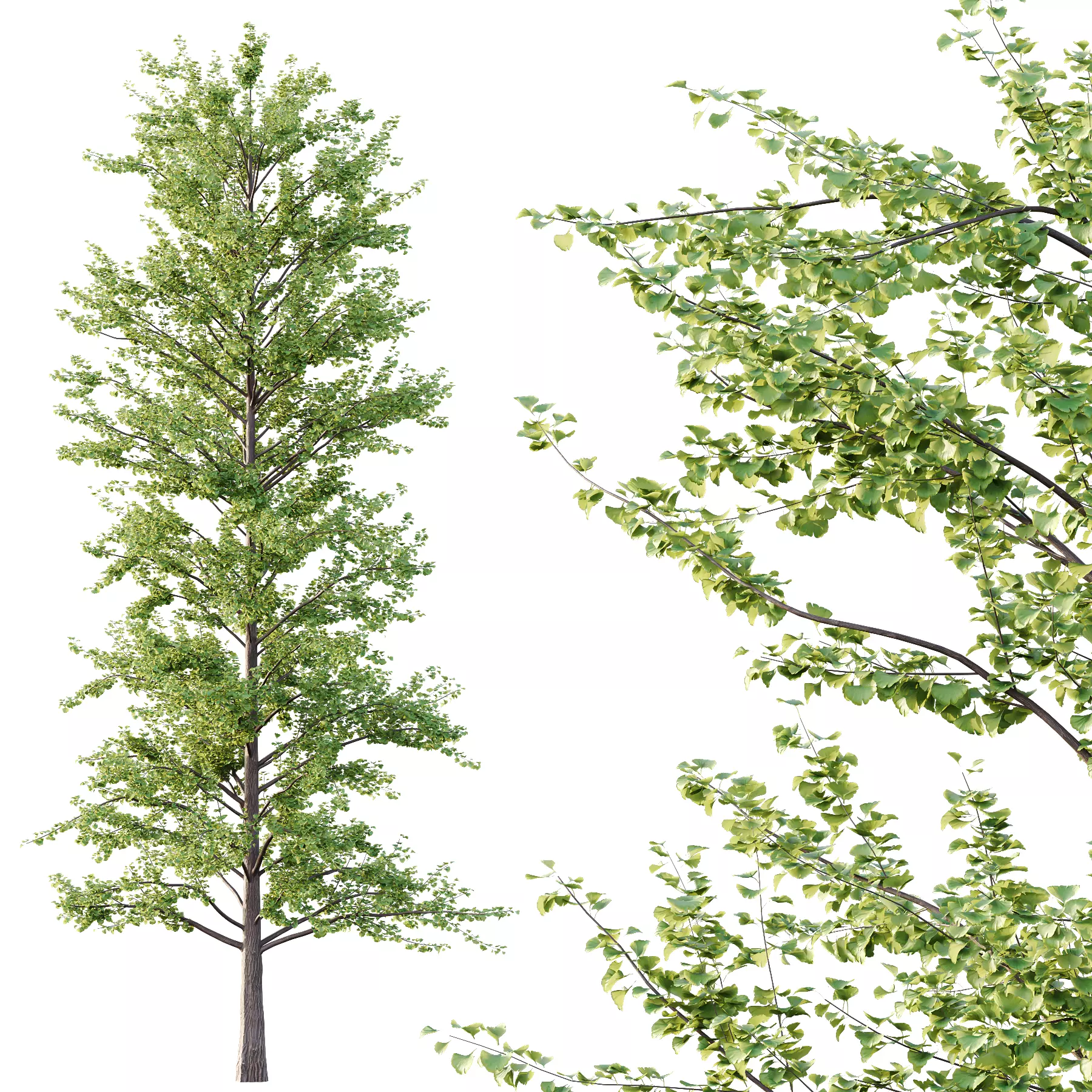 Different Trees 48 3D model_4