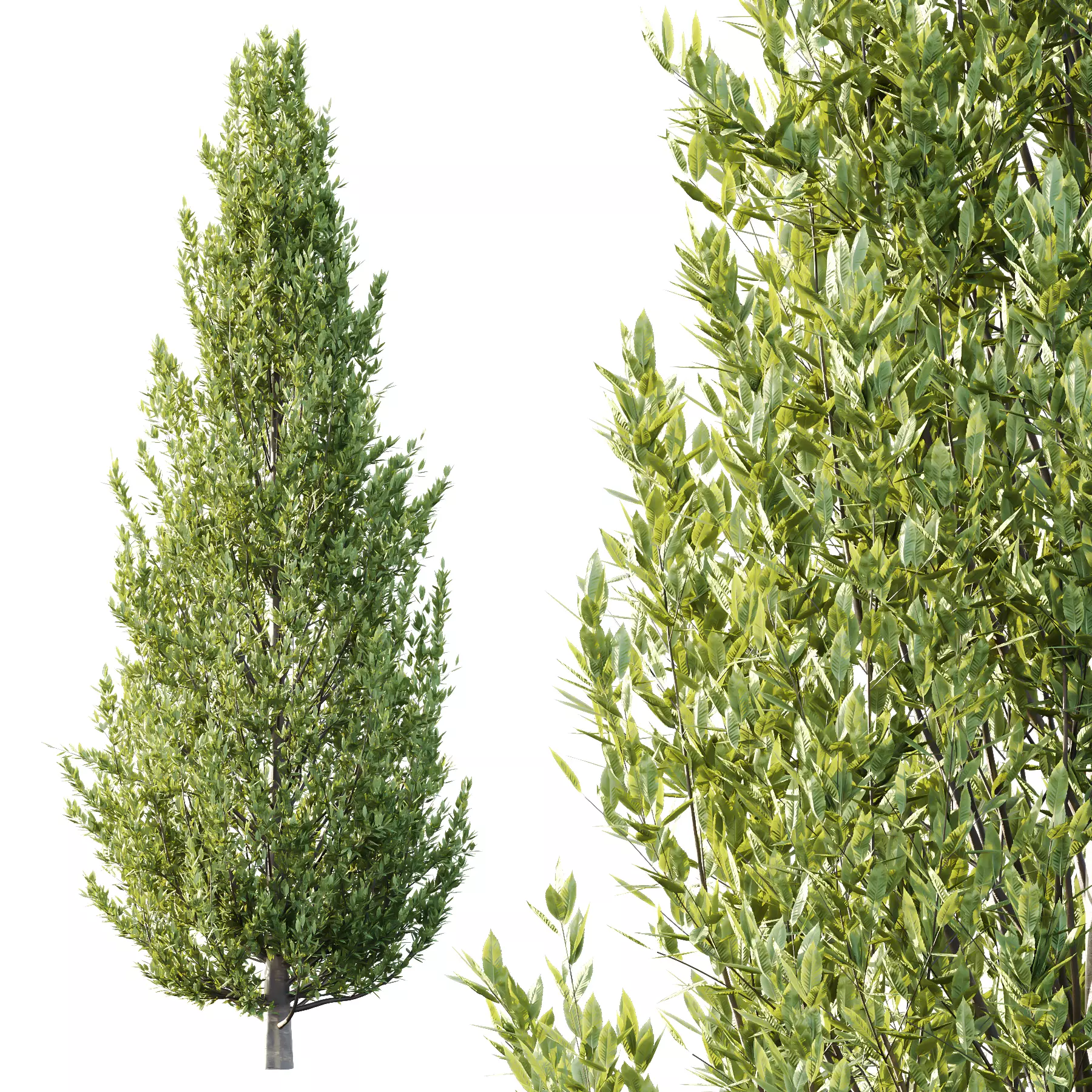 Different Trees 48 3D model_1