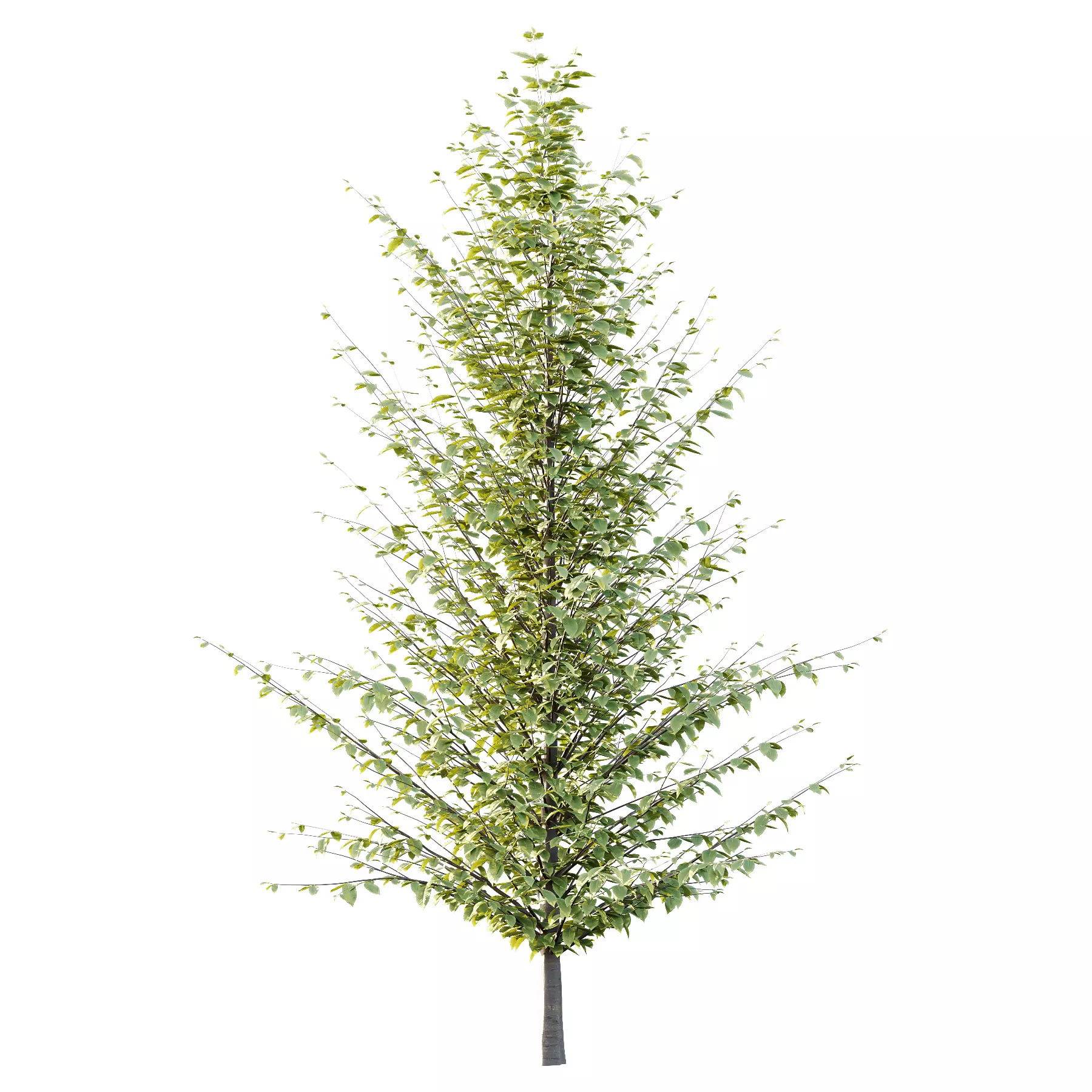 Different Trees 48 3D model_2