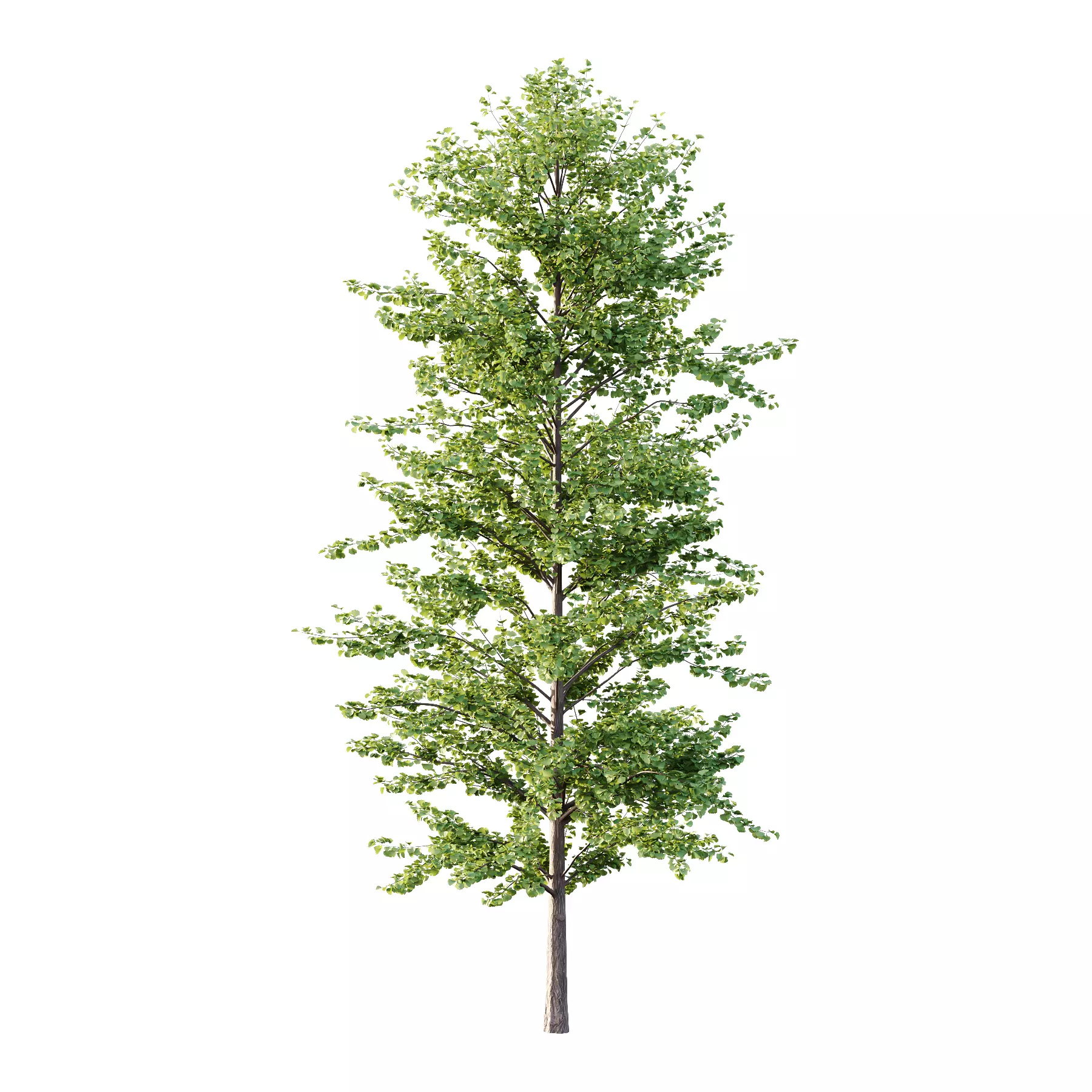 Different Trees 51 3D model_1