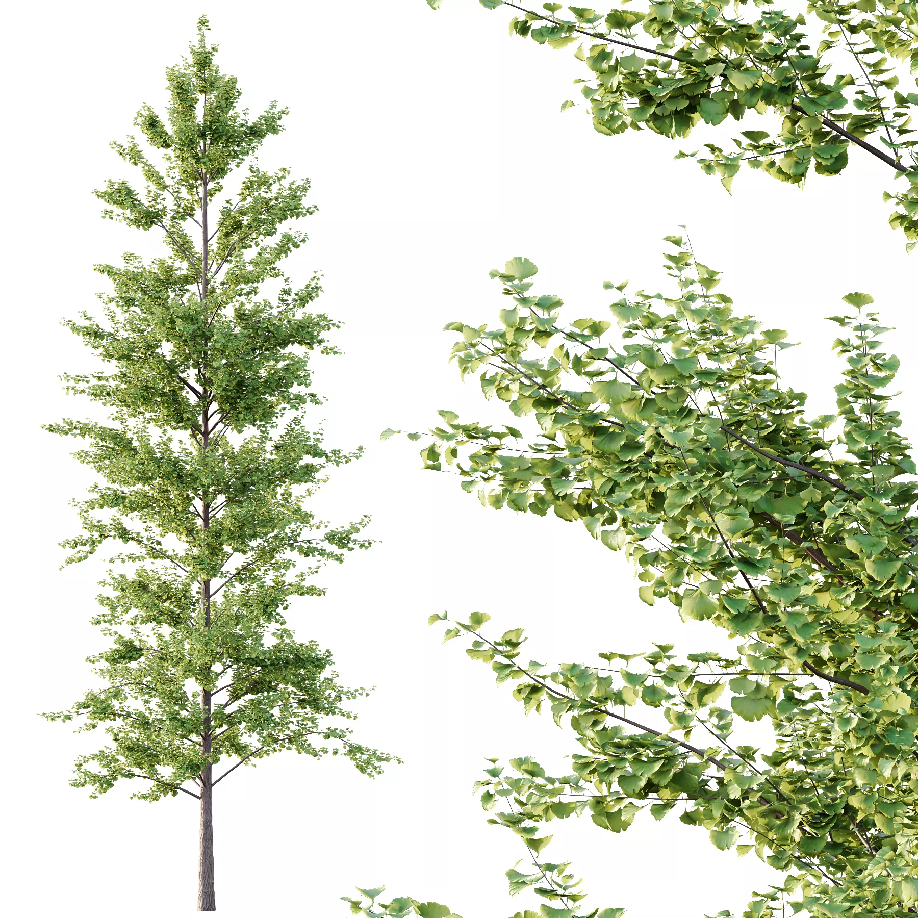 Different Trees 51 3D model_2