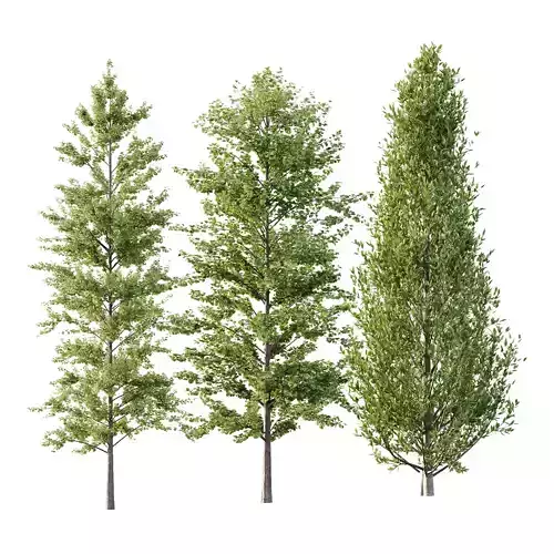 Different Trees 51 3D model