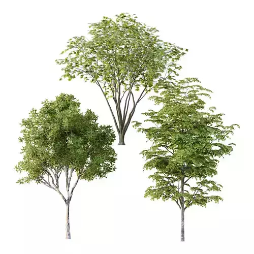 Different Trees 52 3D model