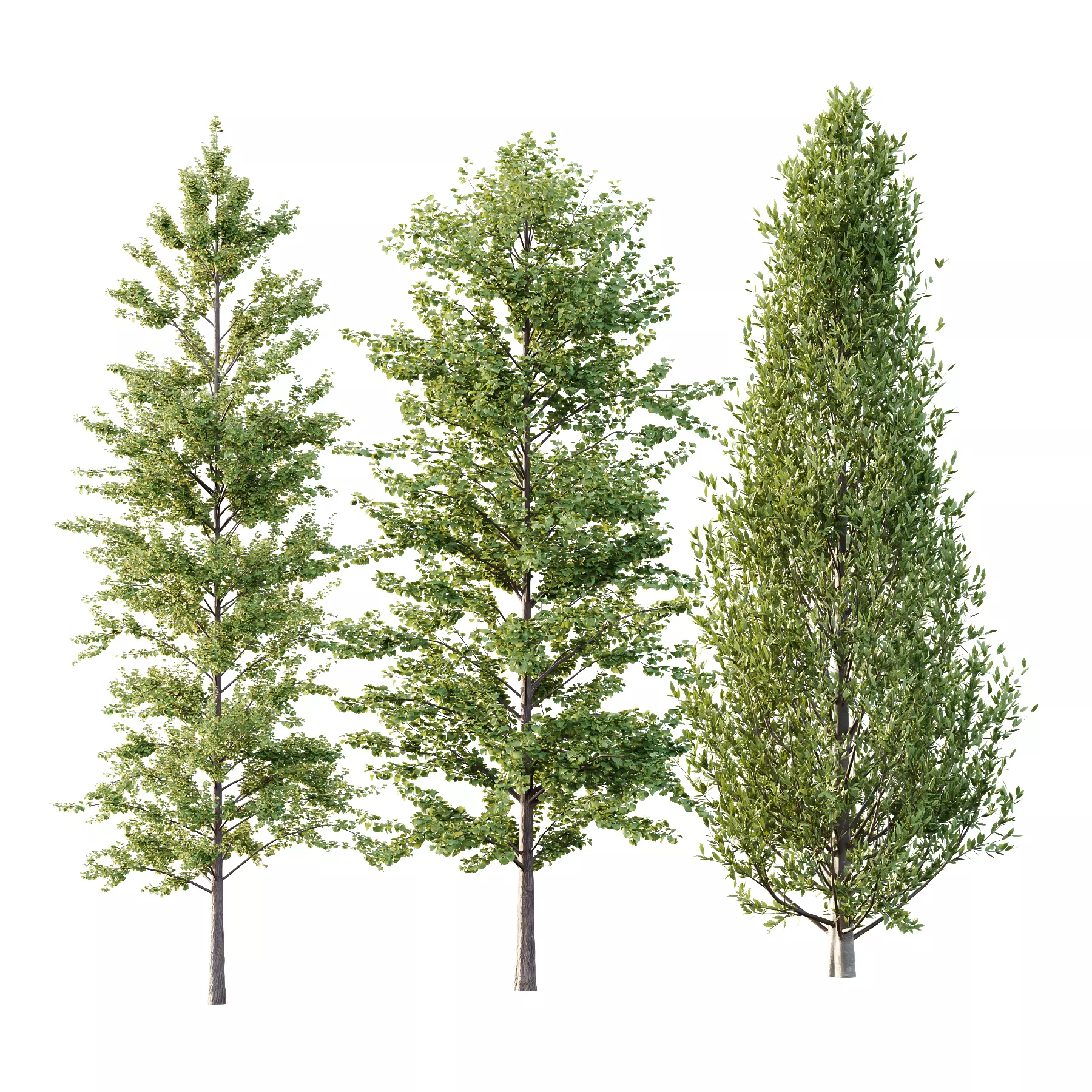 Different Trees 49 3D model