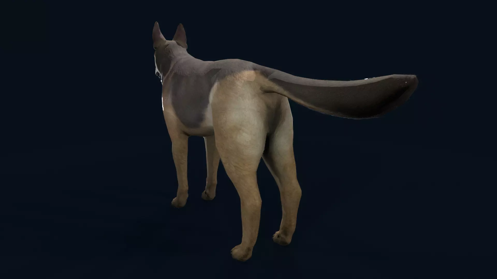 german shepherd dog Low-poly 3D model_2