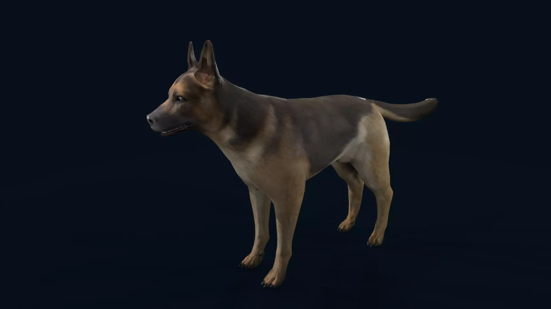 german shepherd dog Low-poly 3D model_6