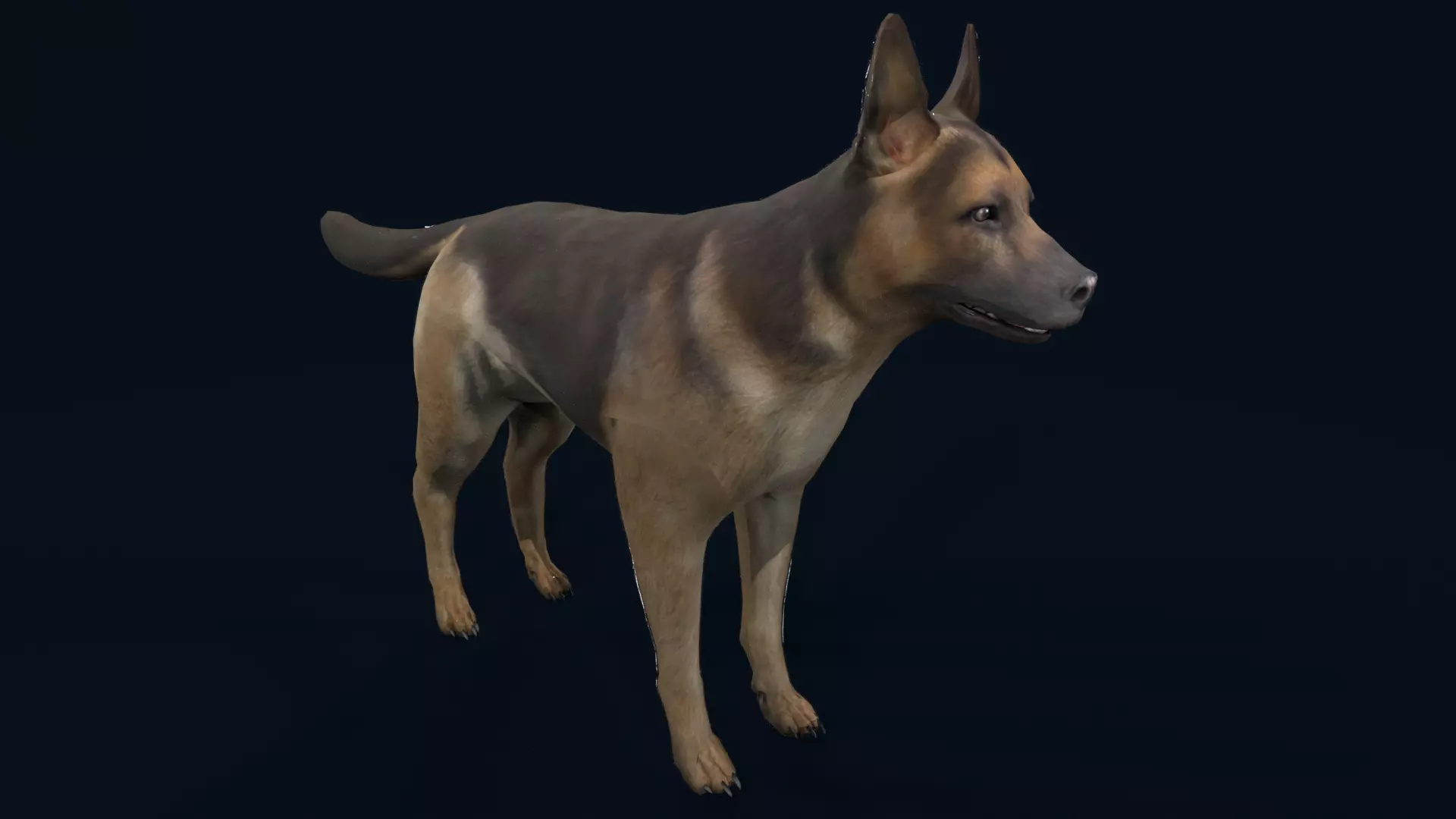 german shepherd dog Low-poly 3D model_5