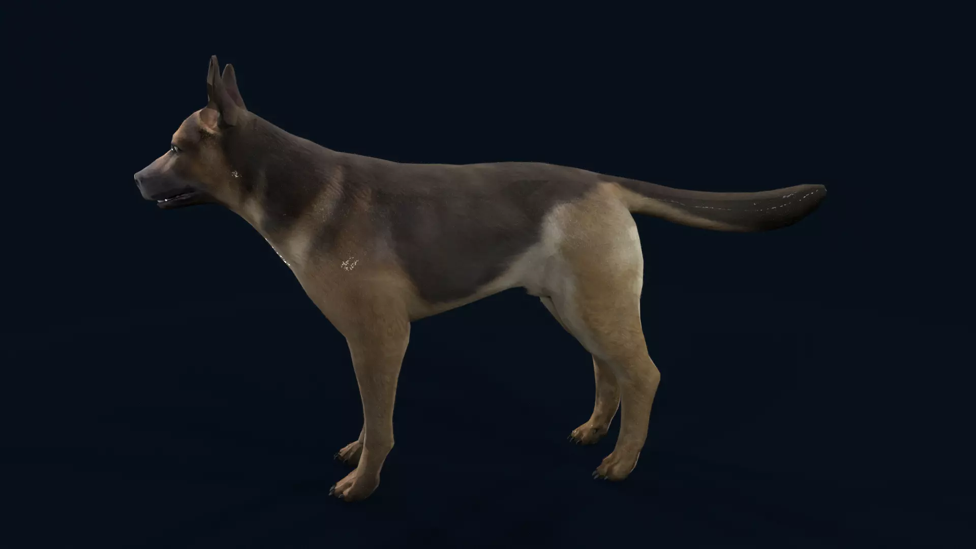 german shepherd dog Low-poly 3D model_4