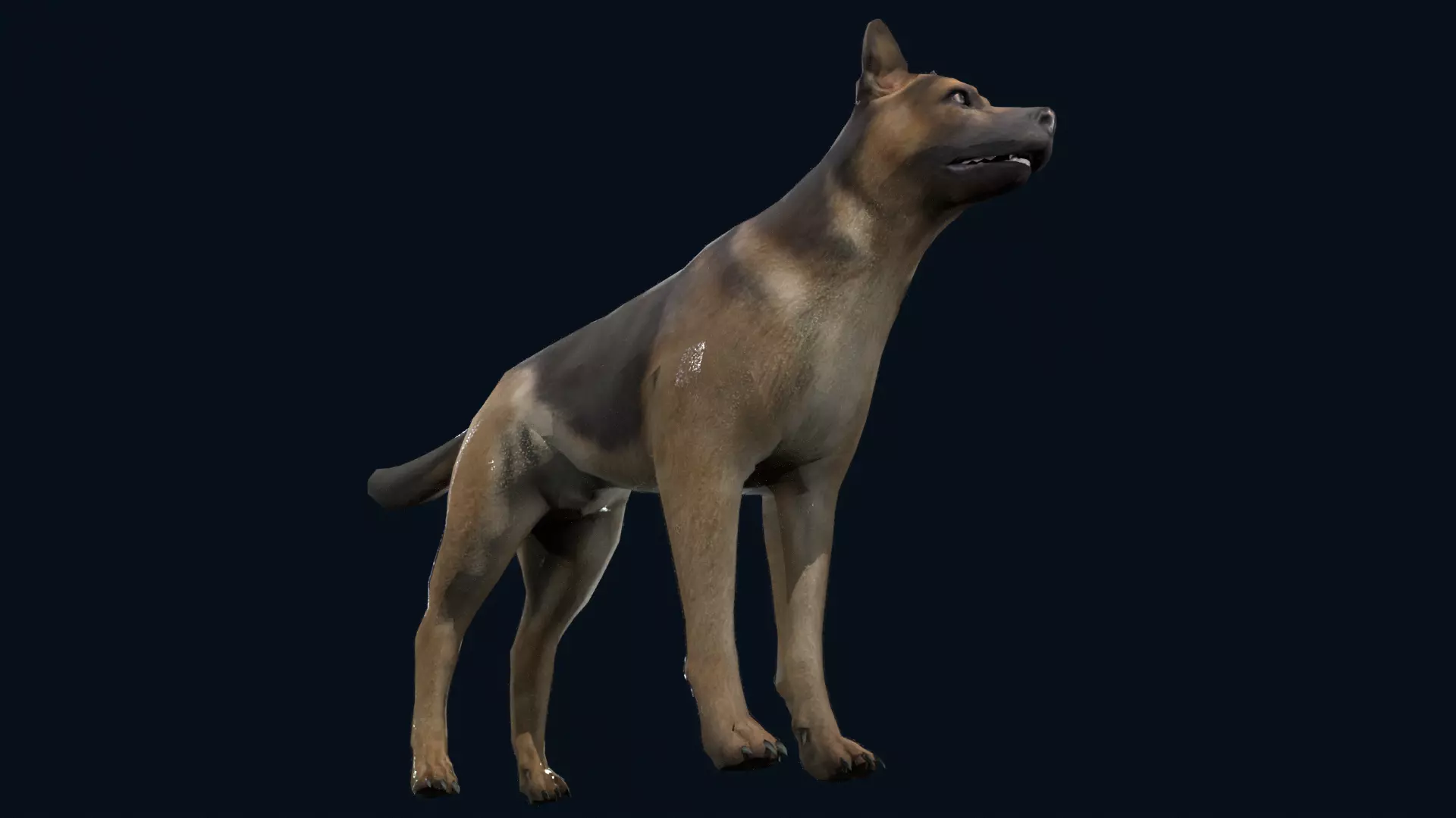 german shepherd dog Low-poly 3D model_1